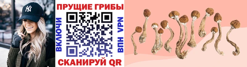 Купить где  Сортавала  Галлюциногенные грибы Psilocybine cubensis 